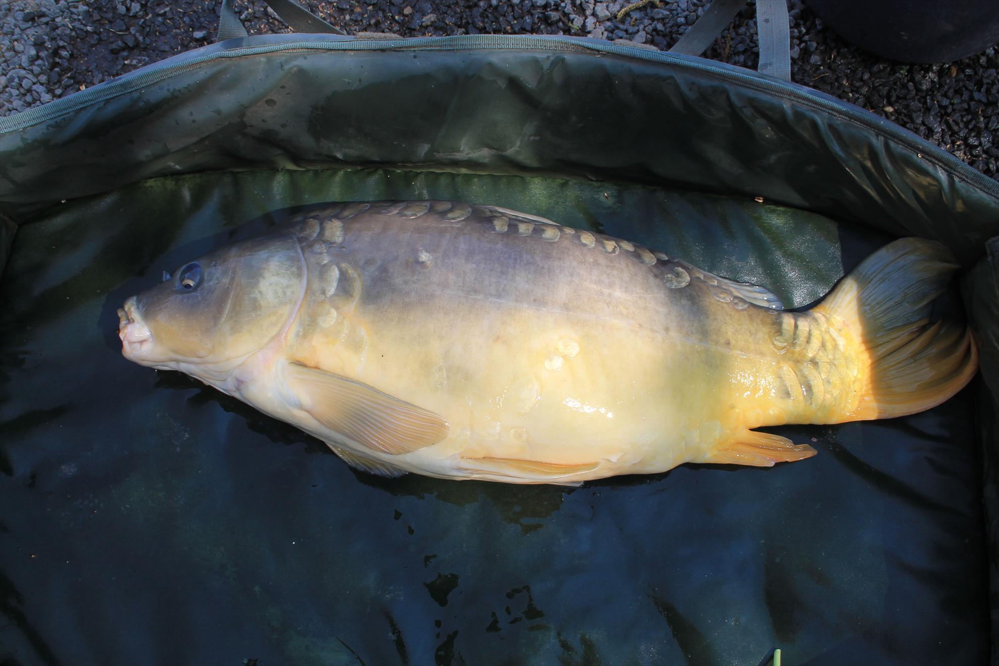 My new passion...3 - nagykallo-aprilie2013-178.JPG